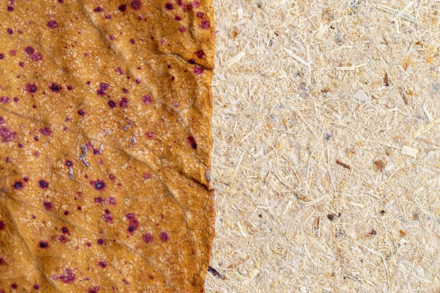 Why leaves are better than trees to produce the paper